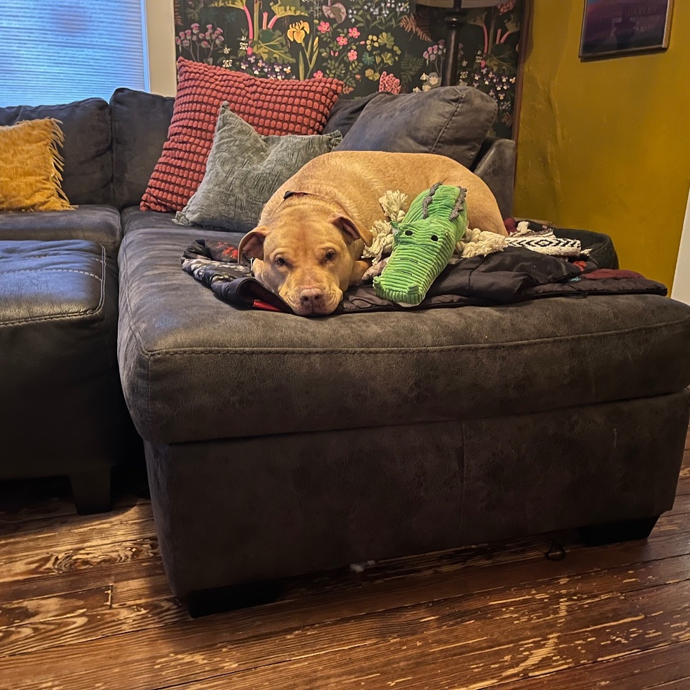 Meet your Posher, Anne